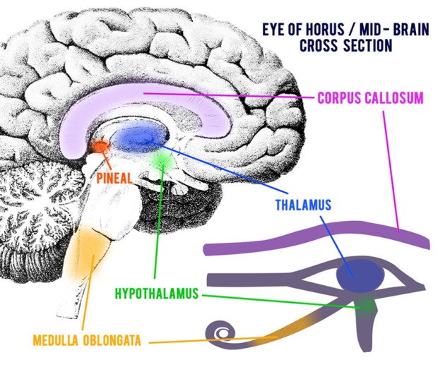 Eye-of-Horus-Mid-Brain-Cross-Section2