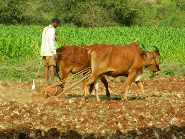 traditional_farming_methods_and_equipments
