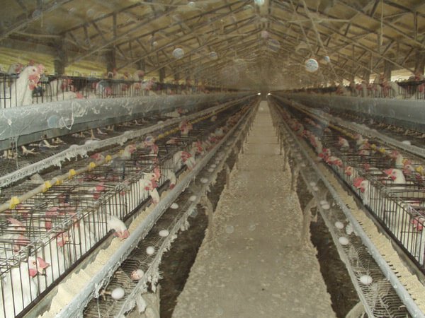 2-chickens-in-battery-cages-on-egg-farm