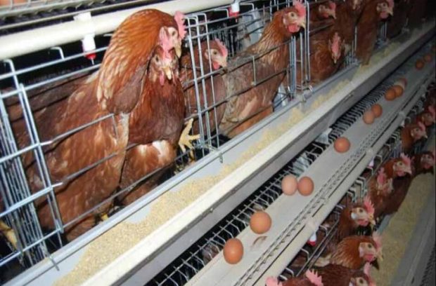 a-type-chicken-cages-system4-759x500