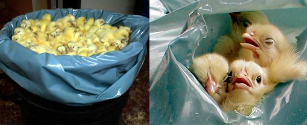 suffocation-in-plastic-bags-chicks