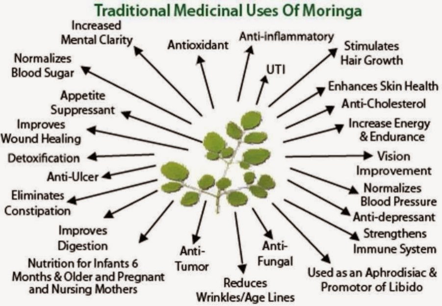 Image result for moringa